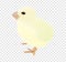 A Virtual image of cute little chicks isolated on a white background, realistic drawing vector illustration