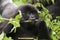 In the virunga park a small gorilla eats twigs