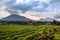 Virunga volcano national park landscape with green farmland fields in the foreground, Rwanda