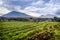 Virunga volcano national park landscape with green farmland fields in the foreground, Rwanda