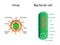 Virus and bacteria. Bacterial cell anatomy and virion structure