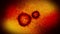 Virus and bacteria under the microscope. Coronavirus, COVID-19, Influenza. Corona viruses cause danger of pandemic. Loop animatio