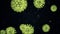 Virus coronavirus 2019-nCoV infection visualization. Pathogen cells inside infected human shown as neon green spherical
