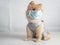 Virus, disease and pollution concept, small dog breeds or Pomeranian wearing a cloth and surgery mask and pull up to cover its