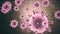 Virus infection visualization. Coronavirus 2019-nCoV pathogen cells inside infected human shown as pink colored