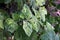 Viruses disease on eggplant, plant disease