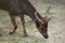 Visayan spotted deer Cervus alfredi.