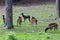 The Visayan spotted deer (Rusa alfredi)