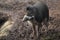 Visayan warty pig