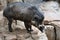 Visayan Warty Pig