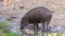 Visayan warty pig grubbing in the mud, typical wild boar behavior, critically endangered animal specie from the philippines