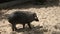 Visayan warty pig sniffing ground