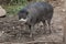 Visayan warty pig (Sus cebifrons).