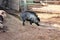 Visayan Warty Pig at the Zoo in Phoenix, Arizona