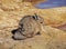 Viscacha