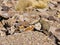 A Viscacha of the chinchilla family in the southern altiplano of Bolivia South America