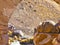 A Viscacha of the chinchilla family in the southern altiplano of Bolivia South America