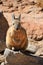 Viscacha rabbit Bolivia