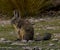 The viscacha resembles a rabbit with a squirrel tail, but is native only to South America.