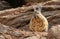 Viscacha in Siloli desert bolivia