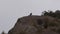 Viscacha sitting between rocks in the Andes in Chile