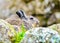 Viscacha wild chinchilla close-up among the rocks