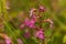 Viscaria vulgaris, Silene viscaria, sticky catchfly, clammy campion pink small flowers on the background of the grass.