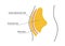 Visceral and subcutaneous fat around waistline. Location of visceral fat in abdominal cavity. Types of human obesity