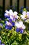 Viscosissimum Geranium or Sticky Geranium in the garden. sunlight