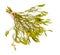 Viscum album, commonly known as European mistletoe, common mistletoe or simply as mistletoe, mistle. Isolated