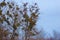 Viscum album or mistletoe is a hemiparasite on several species of trees
