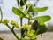 Viscum Green flowers with leaves . Blossoming mistletoe on branches in spring outdoor. Collection of medicinal plants during