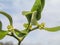 Viscum Green flowers with leaves . Blossoming mistletoe on branches in spring outdoor. Collection of medicinal plants during