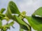 Viscum Green flowers with leaves . Blossoming mistletoe on branches in spring outdoor. Collection of medicinal plants during