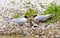 Visdief, Common Tern, Sterna hirundo