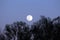Visible large full Moon on clear sky background rising above dense tree silhouettes at local forest