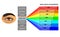 Visible light spectrum. Color waves length perceived by human eye. Rainbow electromagnetic waves. Educational school