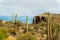 Visible saguaro cactuses in late afternoon sun with clouds and blue sky background in late afternoon sun with cliffs