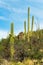 Visible saguaro cactuses in sonora desert in arizona in sabino nationl park in the wilderness regions of southwest us