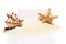 Visit card, starfish and seashell on pile of beach sand