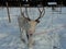 Visiting a Reindeer farm in Finnish Lapland