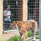 Visitor in front the tiger cage