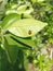 A Visitor from the Garden: The Charming Ladybug