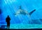 A visitor is looking at a huge shark in his own tank in the local Aquarium - blue environment. Attack, animal.