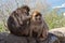 Visitor and small Berber monkey or magot on the Rock of Gibraltar,