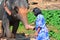 A Visitor to Pinnawala elephant orphanage is feeding an elephant