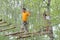 Visitors in adventure park on rope bridge