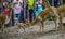 Visitors of the blijdorp animal zoo Rotterdam photographing the newborn vicuna fawn, Rotterdam, june 22, 2019