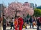 Visitors enjoy cherry blossom (Sakura) at Senso-ji Buddhist Temple located in the Asakusa district