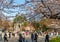 Visitors enjoy cherry blossom (Sakura) in Ueno Park, Tokyo, Japan